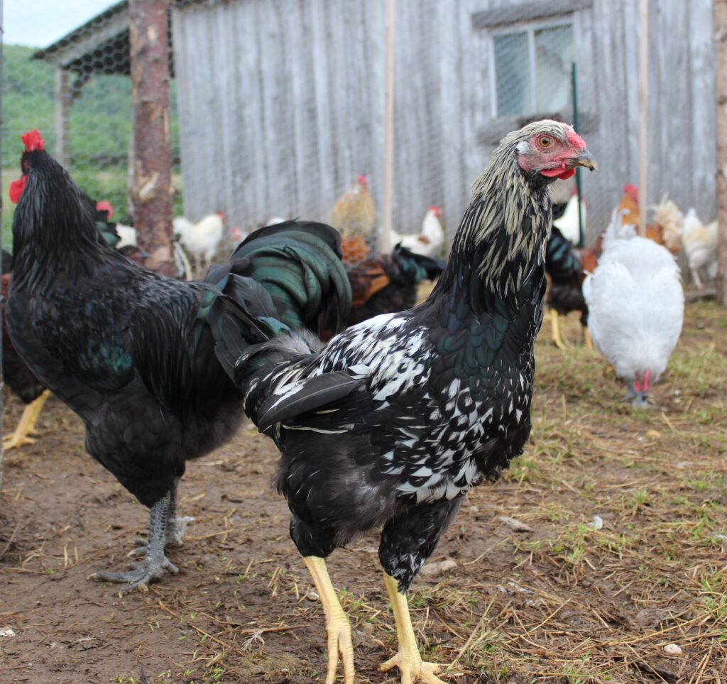 Black and white hen with flock in background
